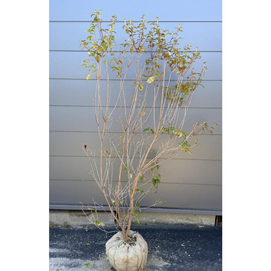 白花ミツバツツジ 株立ち 約1.5m 現品発送 特大植木苗木 白三つ葉