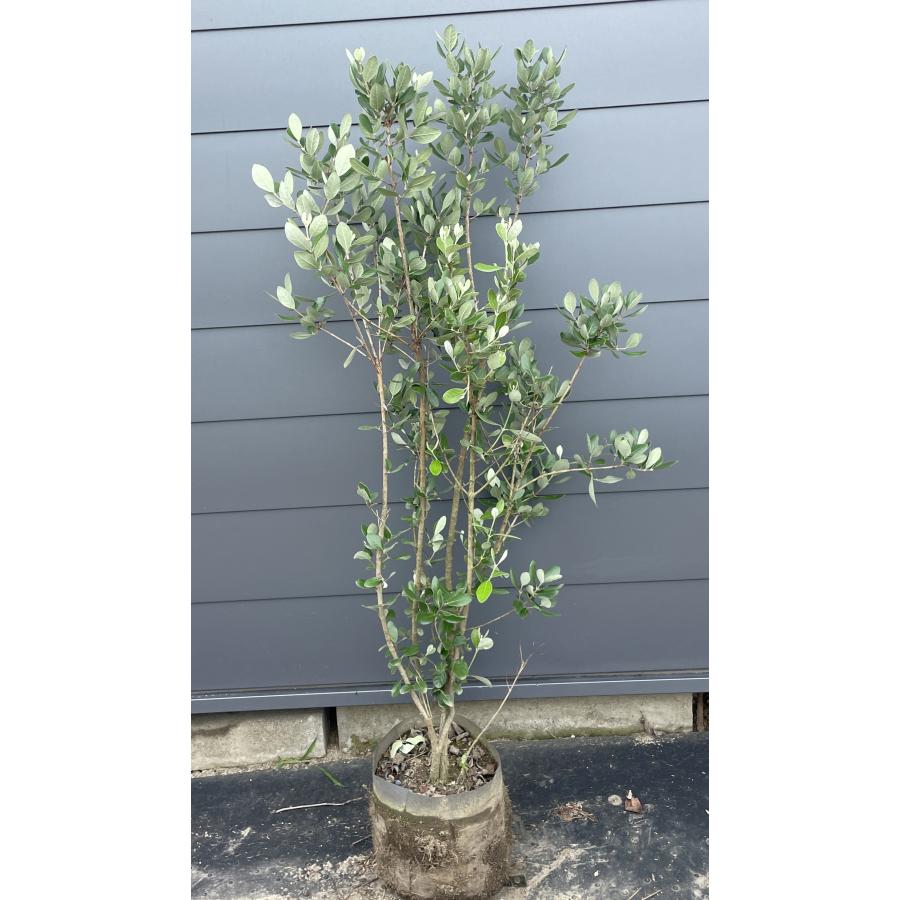 フェイジョア 株立ち 約1.5m 現品発送 植木 苗木 大苗 常緑樹 シンボル