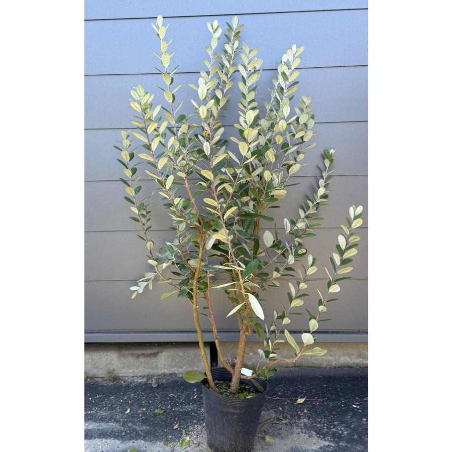 フェイジョア 株立ち 約1.3m 現品発送 植木 苗木 大苗 常緑樹 シンボル
