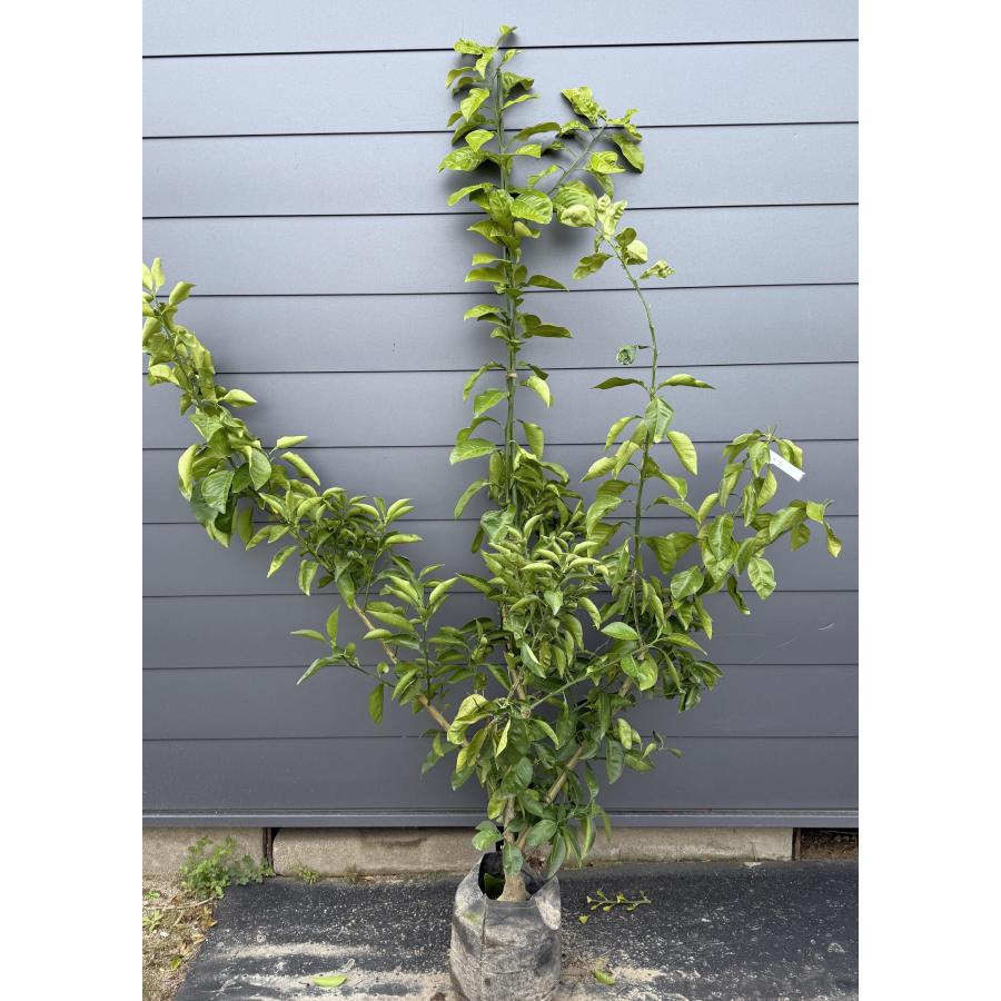 種苗登録ブンタンの木 瑞季 約2m 現品販売 超特大株 植木 苗木 大苗