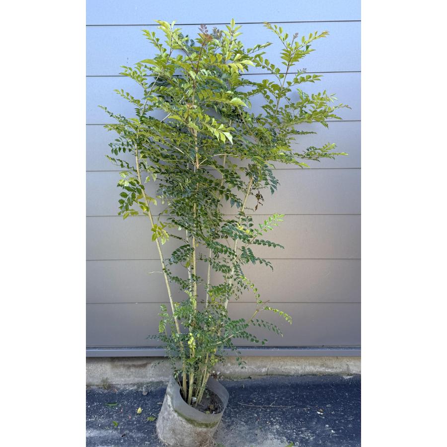 ① 東京都内23区配送無料】定価30万　植物　シンボルツリー　シマトネリコ　植木 シマトネリコ 6本株立ち 約1.5m 現品販売 植木 苗木 大苗 シンボル