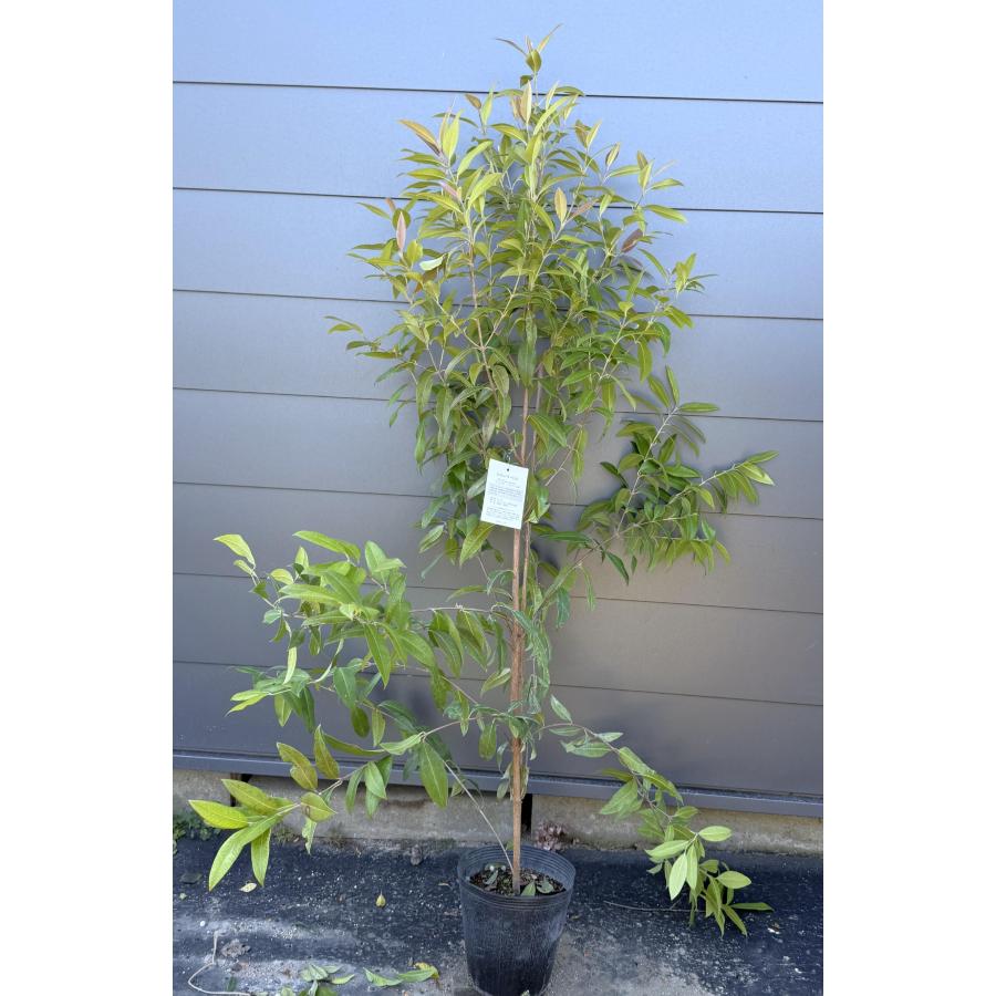 レモンマートル 約1.6m 現品発送 植木 苗木 大苗 ハーブティーに