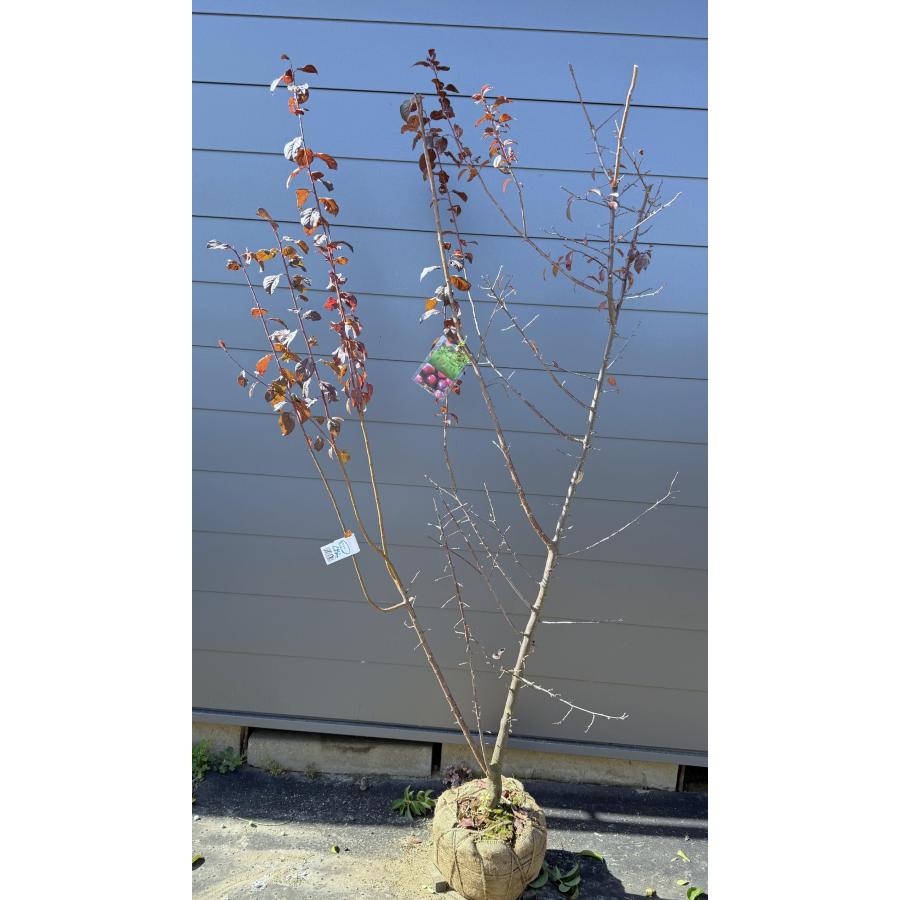 スモモの木 ハリウッド 約2m 現品発送 特大株 プラムの木 植木 苗木