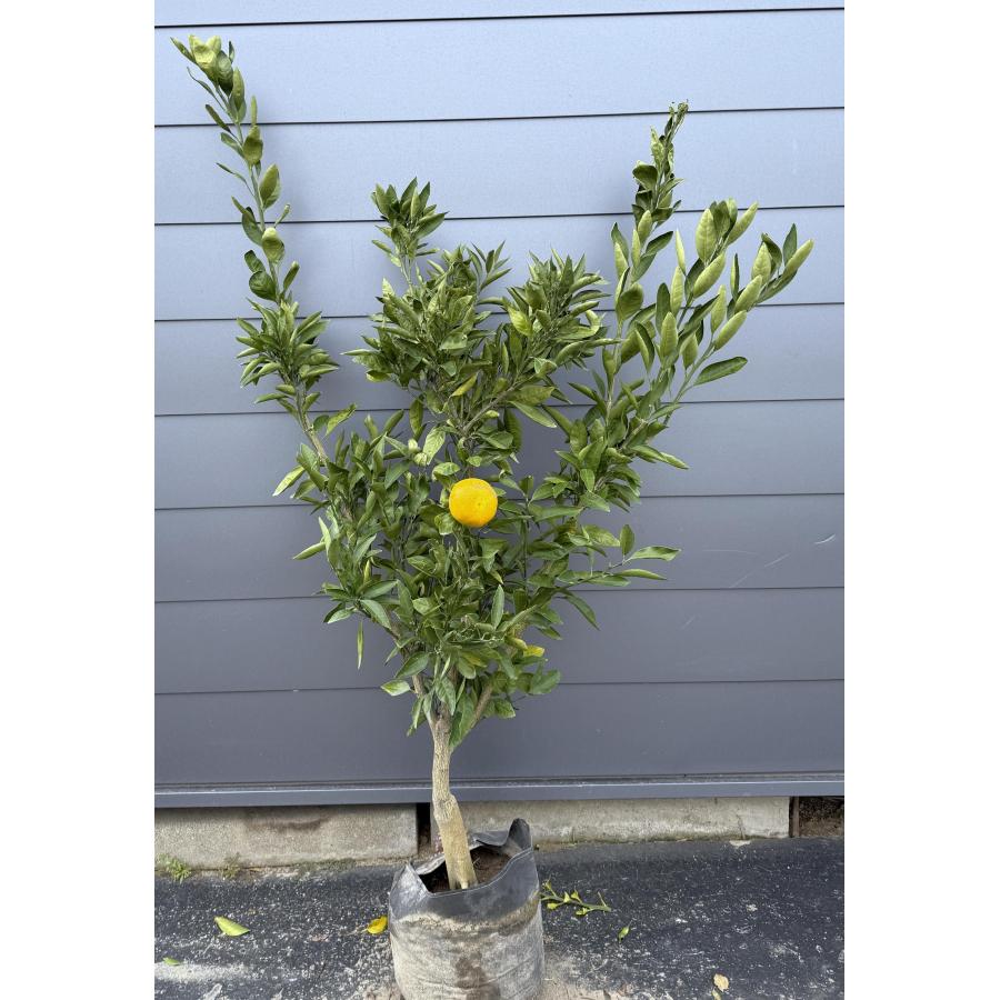 極早生温州みかん 日南早生 約1.7m 現品発送 日南みかん 特大植木苗木