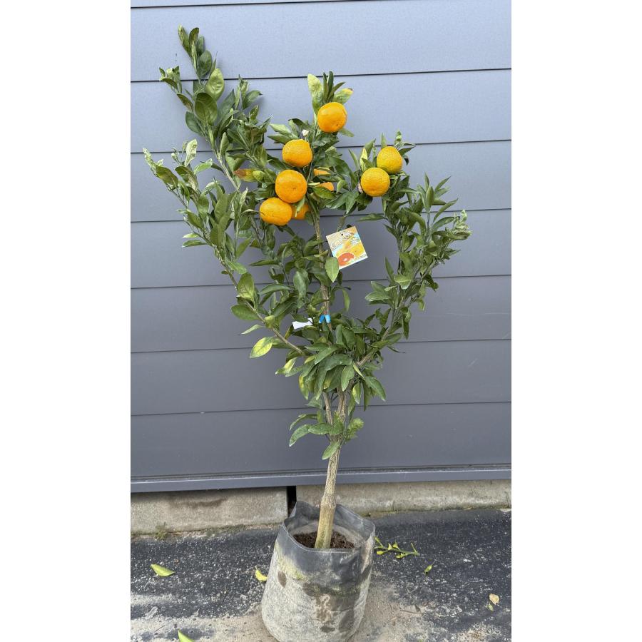 極早生温州みかんの木 日南早生 約1.4m 現品発送 日南1号 特大植木