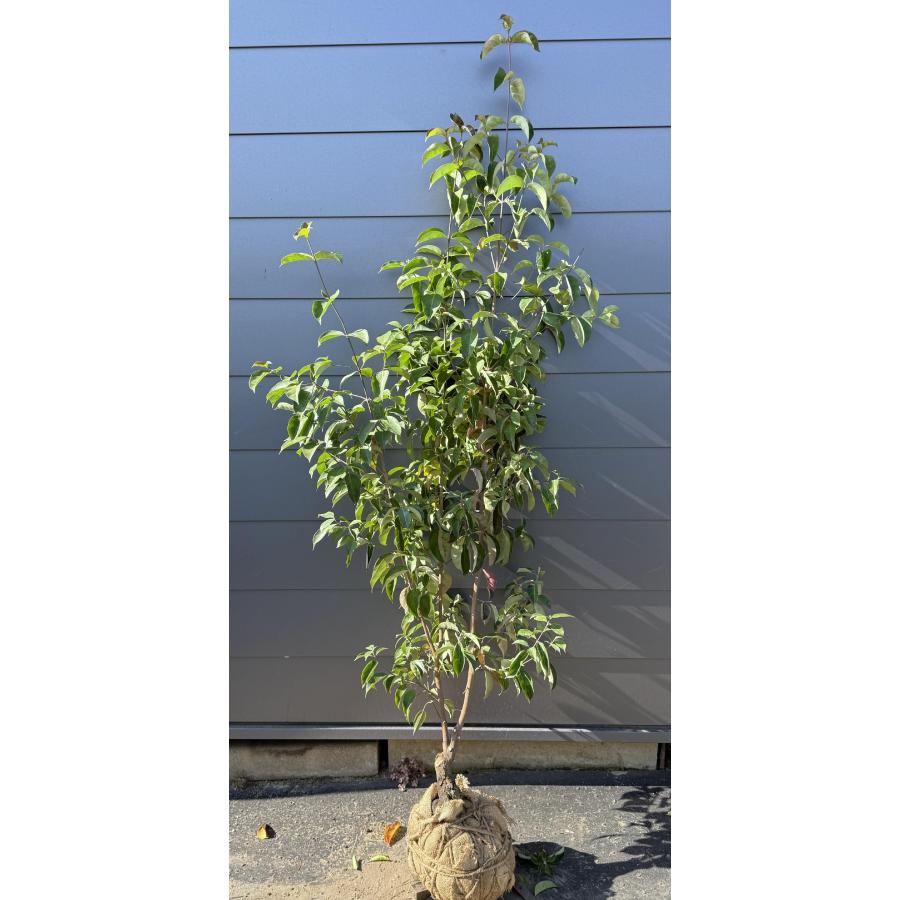 常緑ヤマボウシ 月光 株立ち 約1.9m 現品発送 特大株 植木苗木大苗