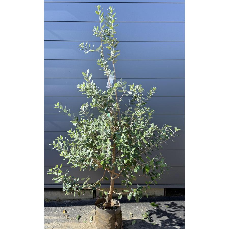 フェイジョア　クーリッジ/86 フェイジョア クーリッジ 約1.9m 現品発送 特大株 植木 苗木 大苗 大実