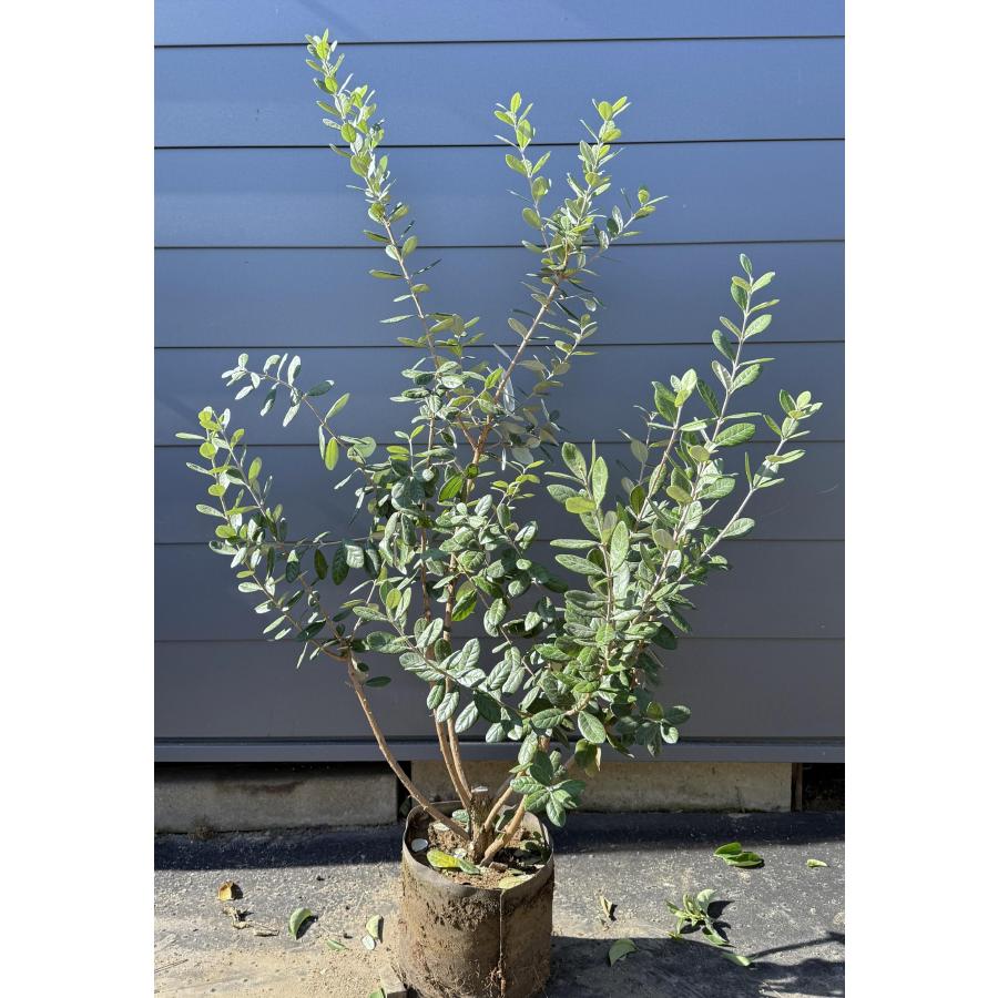 フェイジョア クーリッジ 株立ち 約1.5m 現品発送 植木 苗木 大苗