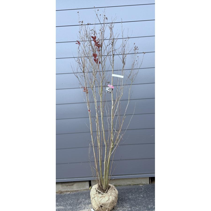 黒葉サルスベリ ブラックパール ライトピンク 8本株立ち 約2m 現品