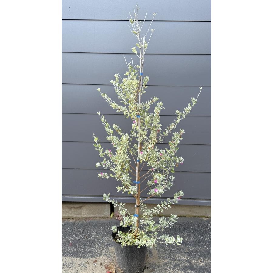 レウコフィルム　株立ち　グリーン特大苗　382 レウコフィルム 約1.4m 現品発送 特大株 植木 苗木 大苗