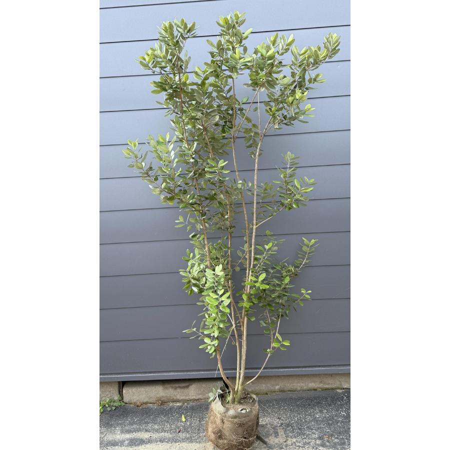 フィジョア鉢植え　２株 園芸ネット本店｜フェイジョア：実生苗2本植え 6号ポット の通販【公式】