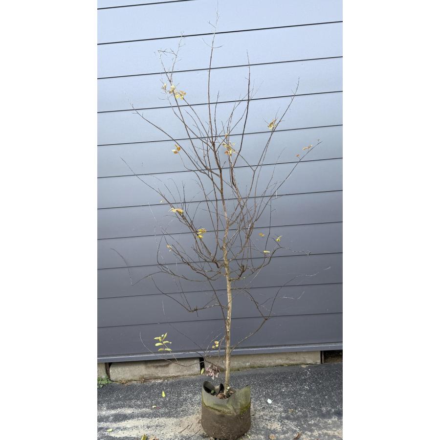 サルスベリの木 ピンク花 約2m 現品販売 特大株 植木苗木 赤花