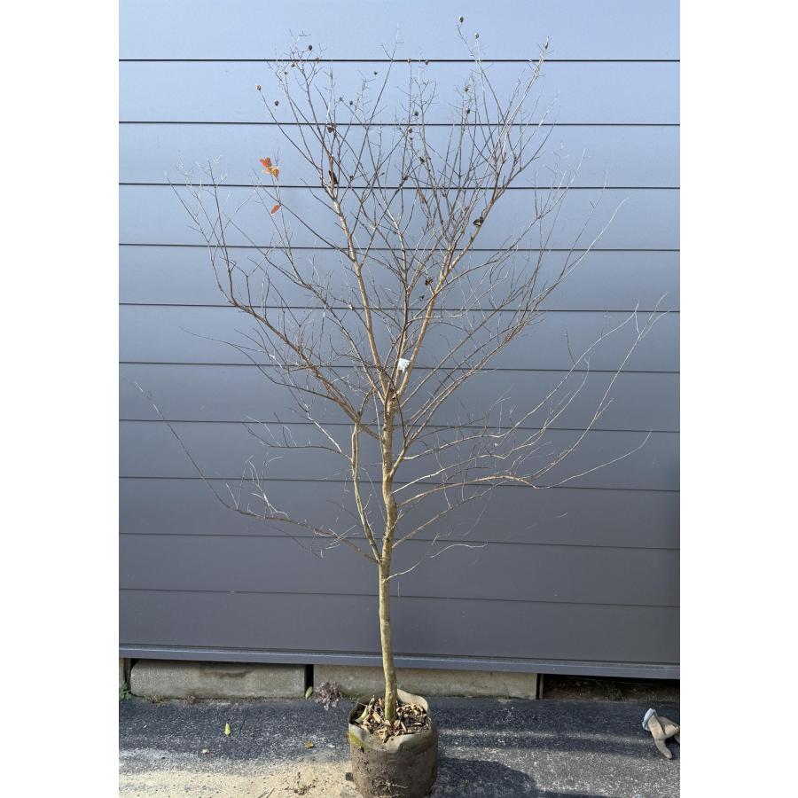 サルスベリの木 ピンク花 約2m 現品販売 特大株 植木苗木 赤花