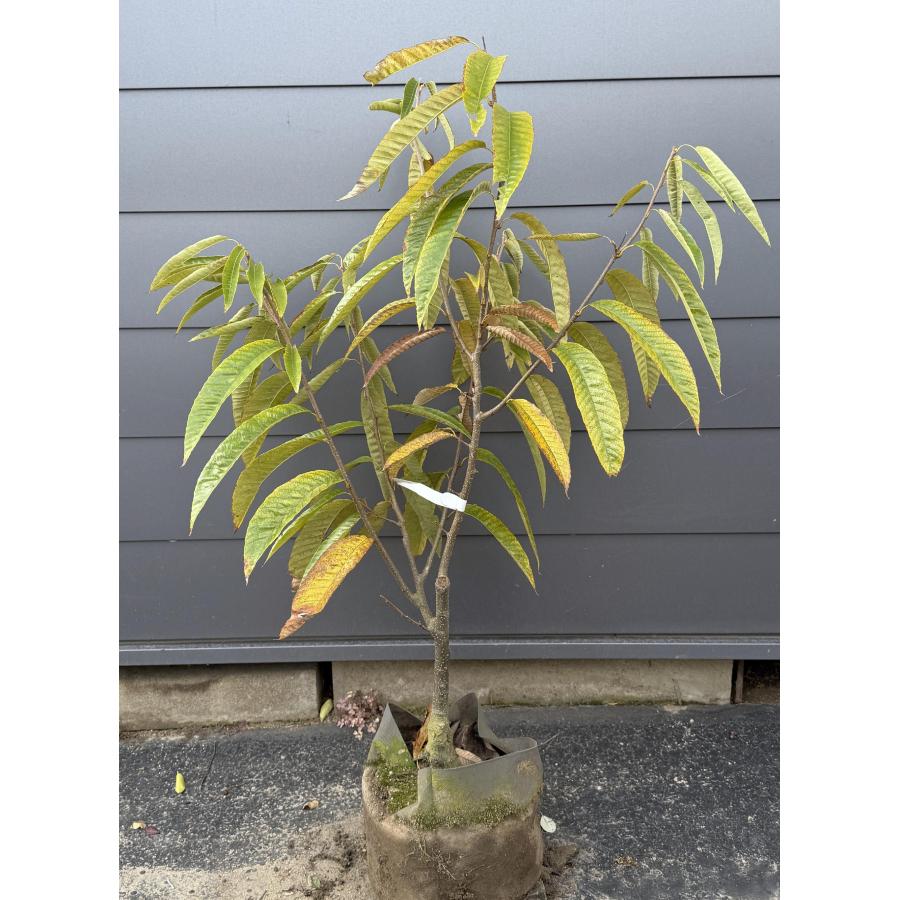 特許 種苗登録栗の木 ぽろたん 約1.2m 現品発送 特大株 植木 苗木