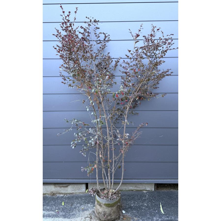 紅花トキキワマンサク ブラックパール 6本株立ち 約1.9m 豪華株 現品