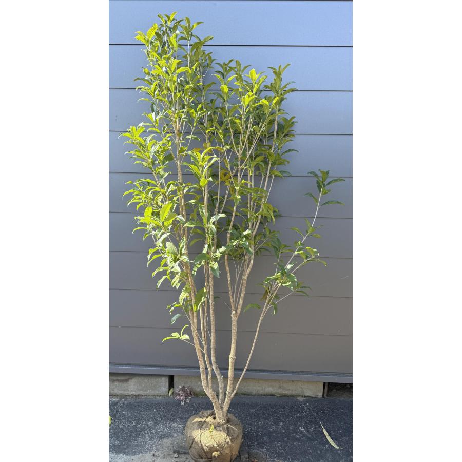 キンモクセイ 株立ち 約1.8m 現品発送 豪華株 特大株 苗木 植木 苗木