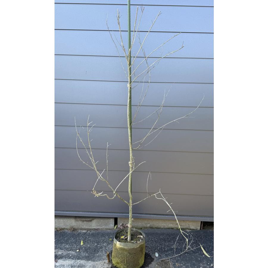 サルスベリの木 白花 約1.8m 現品発送 超特大株 真っ白な百日紅 植木