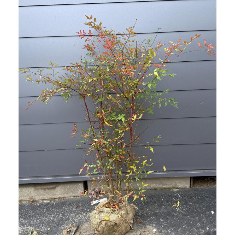 南天の木 赤ナンテン 株立ち 約1.2m 現品発送 特大株 植木 苗木 大苗