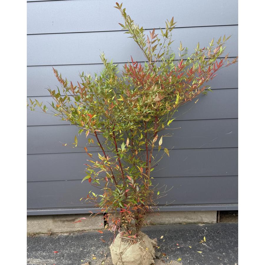 南天の木 赤ナンテン 株立ち 約1.3m 現品発送 特大株 植木 苗木 大苗