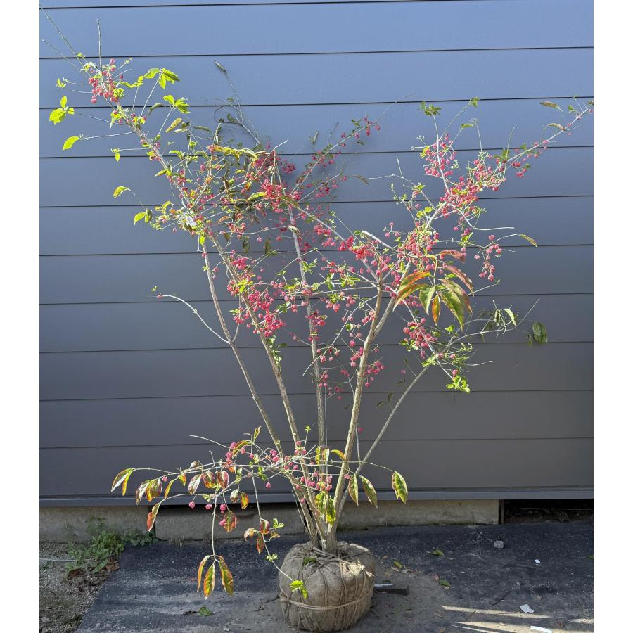 マユミ 株立ち 約1.9m 現品発送 豪華株 一点物 特大株 植木 苗木 大苗