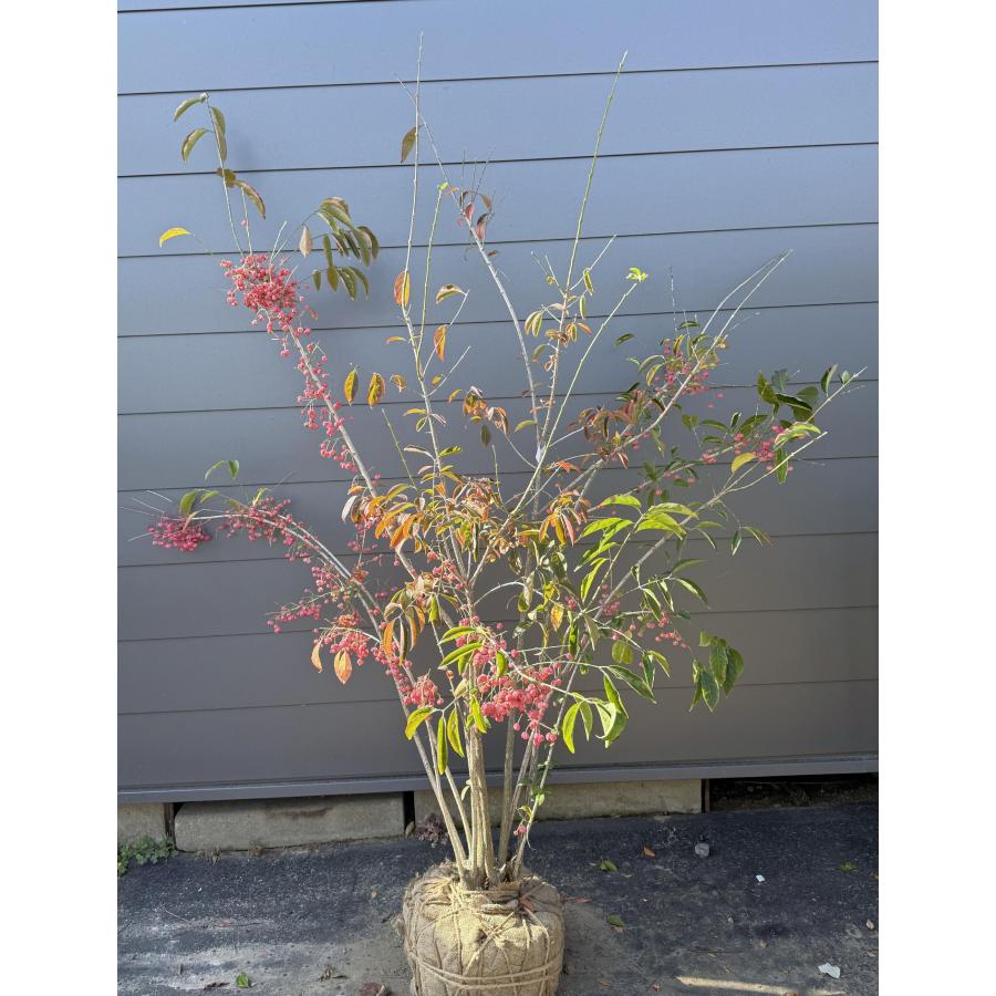マユミ 8本株立ち 約1.9m 現品発送 豪華株 一点物 特大株 植木 苗木