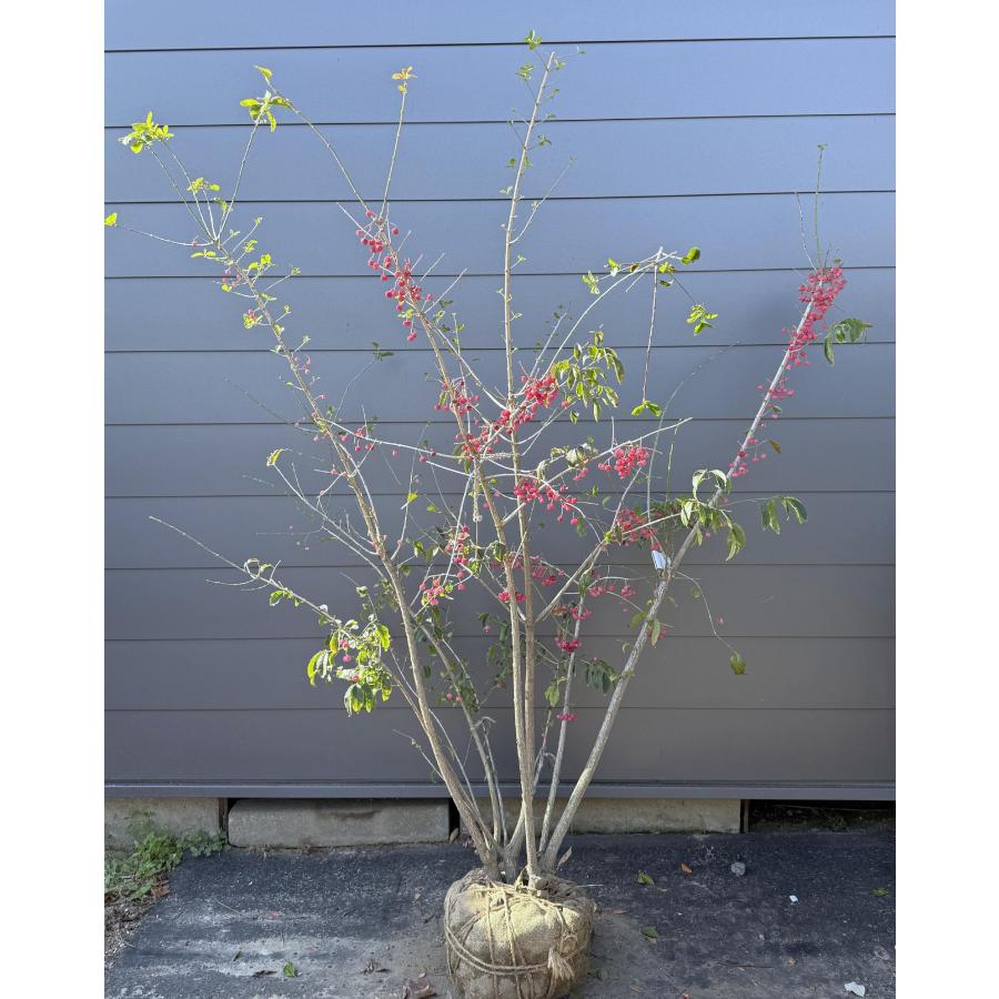 マユミ 7本株立ち 約1.9m 現品発送 豪華株 一点物 特大株 植木 苗木