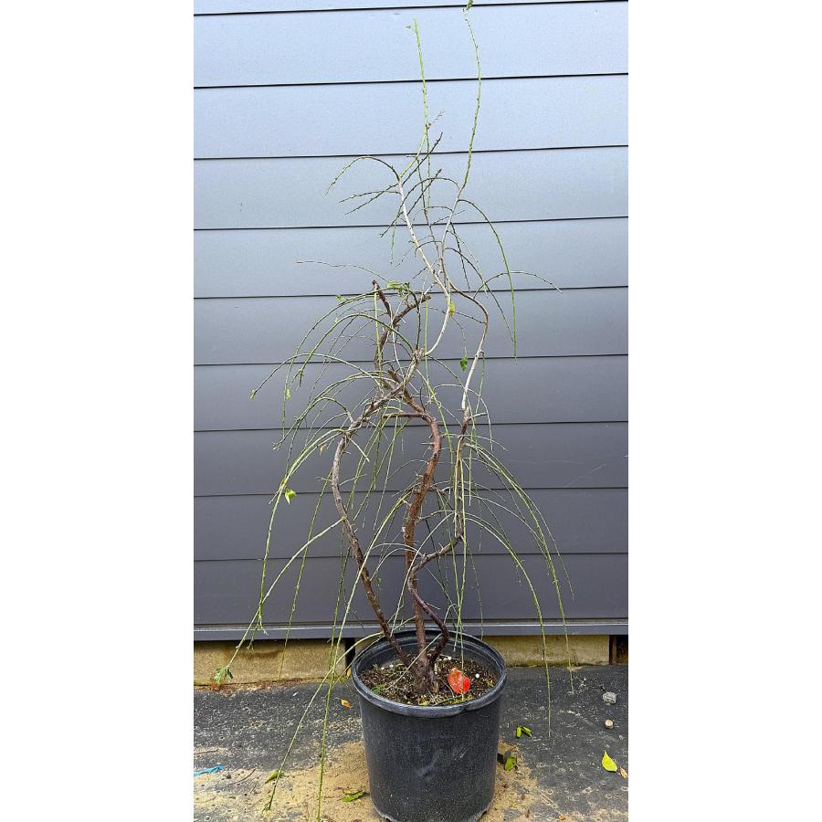 鉢植え 3色しだれ梅 約1.8m 現品発送 紅白ピンク 美樹形株 特大株