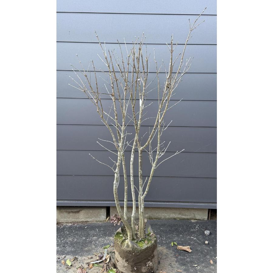 アオダモ/株立ち【現品発送】管理70714 アオダモ/株立ち【現品発送】管理70714