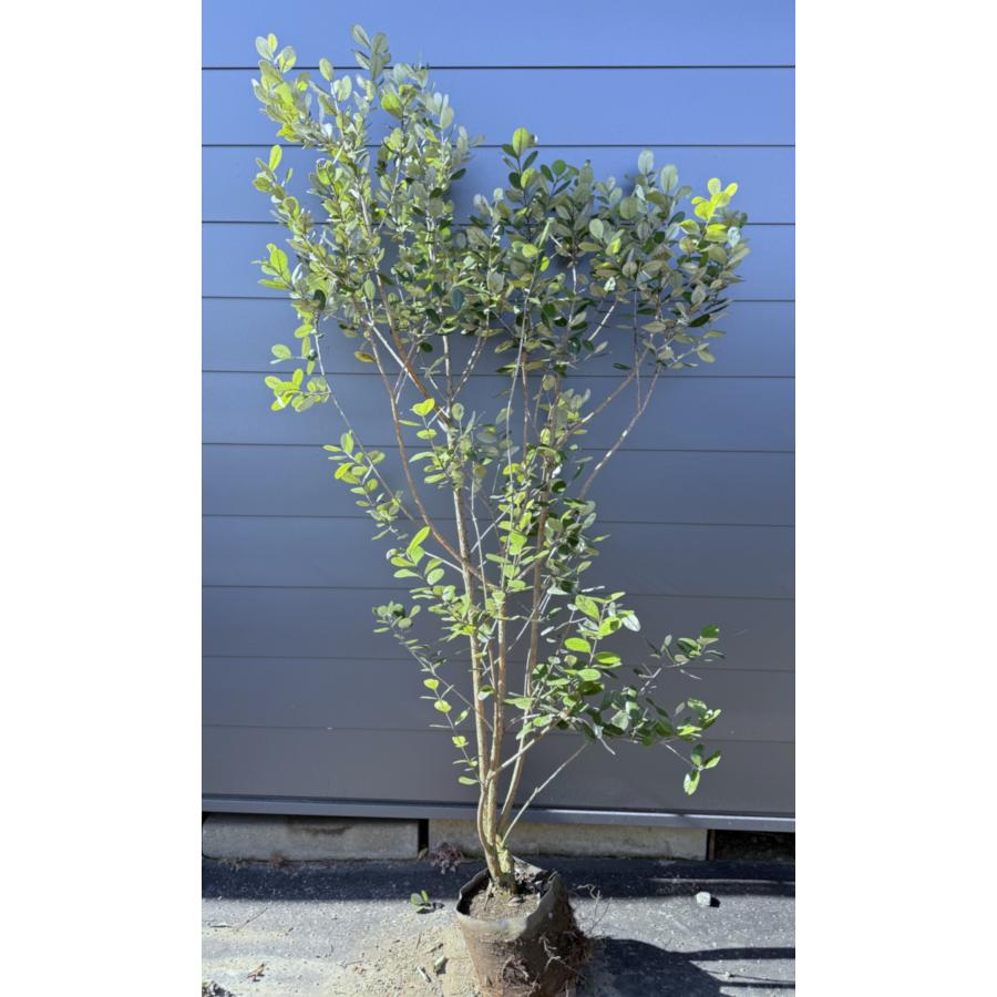 フェイジョア 6本株立ち 約2.1m 現品発送 超特大株 植木 苗木 大苗