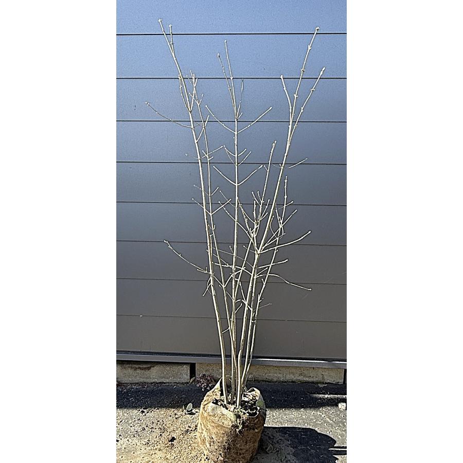 アオダモ 7本株立ち 約1.7m 現品発送 豪華株 特大株 植木苗木大苗