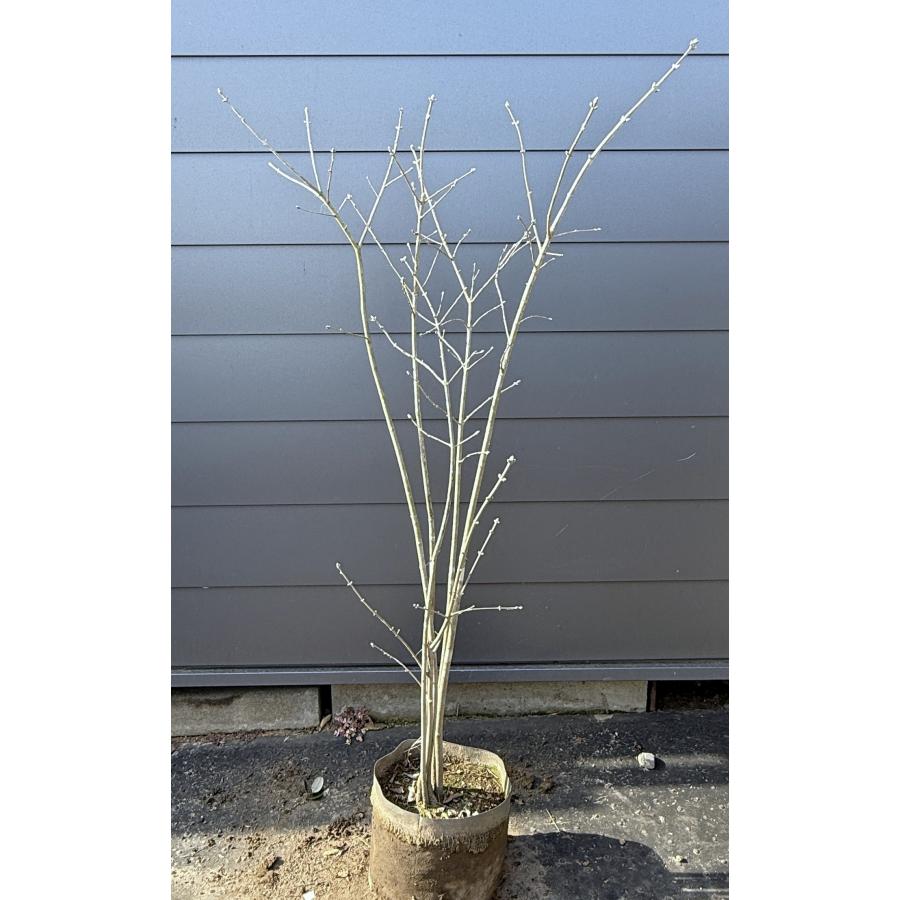 売り尽くし　大株　アオダモ　約:200cm【株立ち/シンボルツリー/ソヨゴ】96 売り尽くし 大株 アオダモ 約:200cm【株立ち/シンボルツリー/ソヨゴ】96