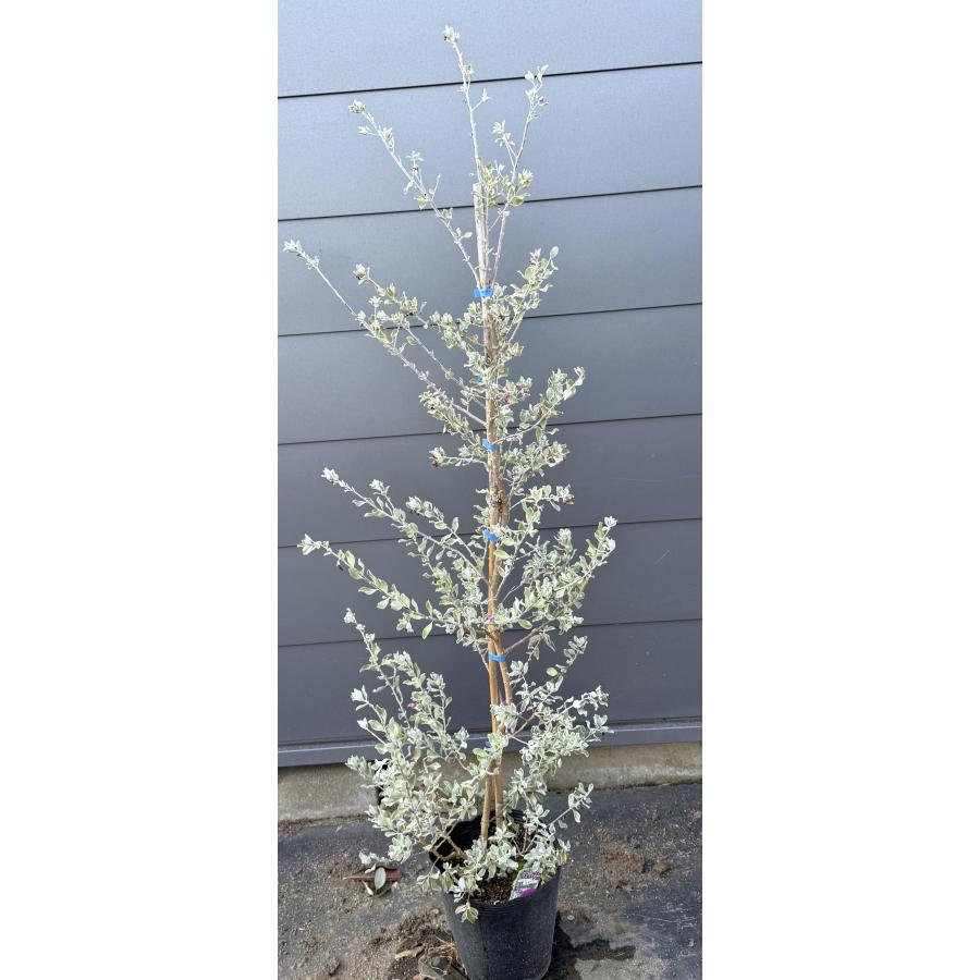 レウコフィルム 約1.4m 現品発送 特大株 植木 苗木 大苗