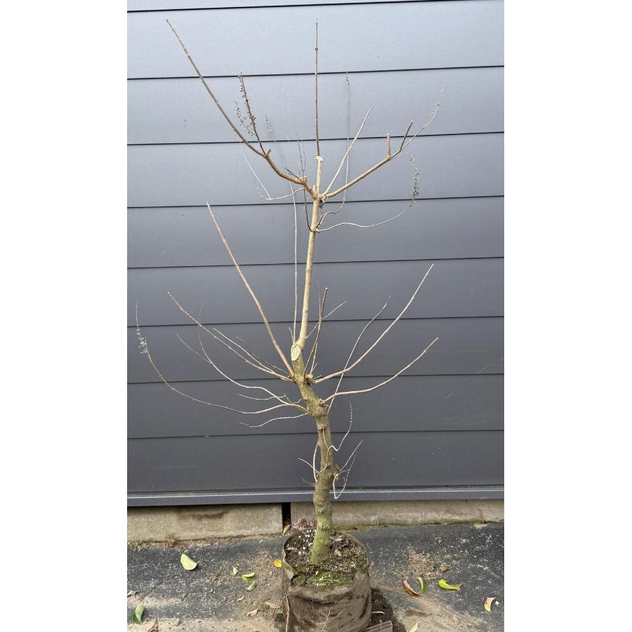 西洋ニンジンボク 約1.6m 現品発送 特大植木苗木大苗 紫花 セイヨウ