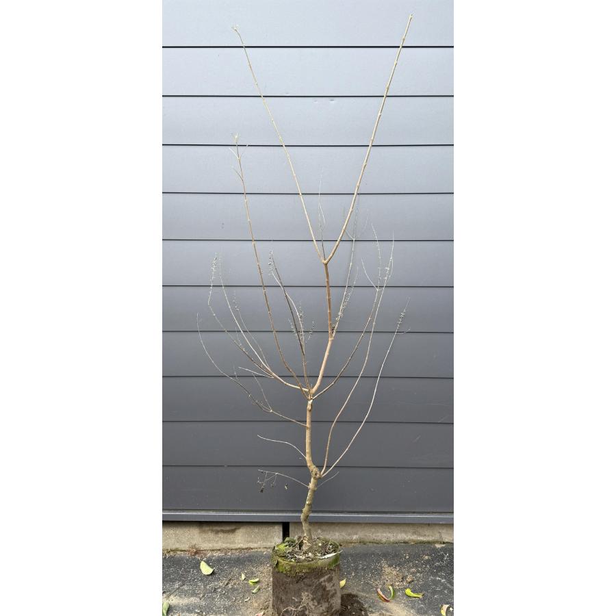 西洋ニンジンボク 約2m 現品発送 特大株 植木苗木大苗 紫花 セイヨウ