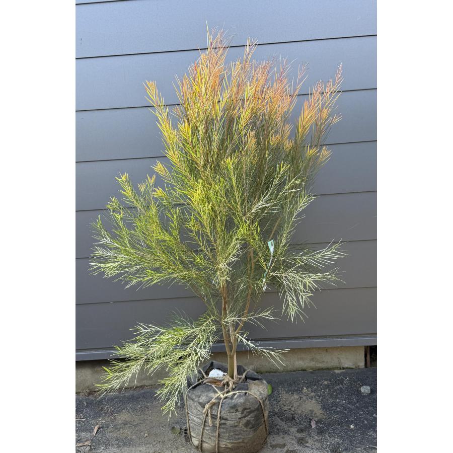 細葉アカシア フェニックスゴールド 約1.4m 現品販売 超特大株 植木