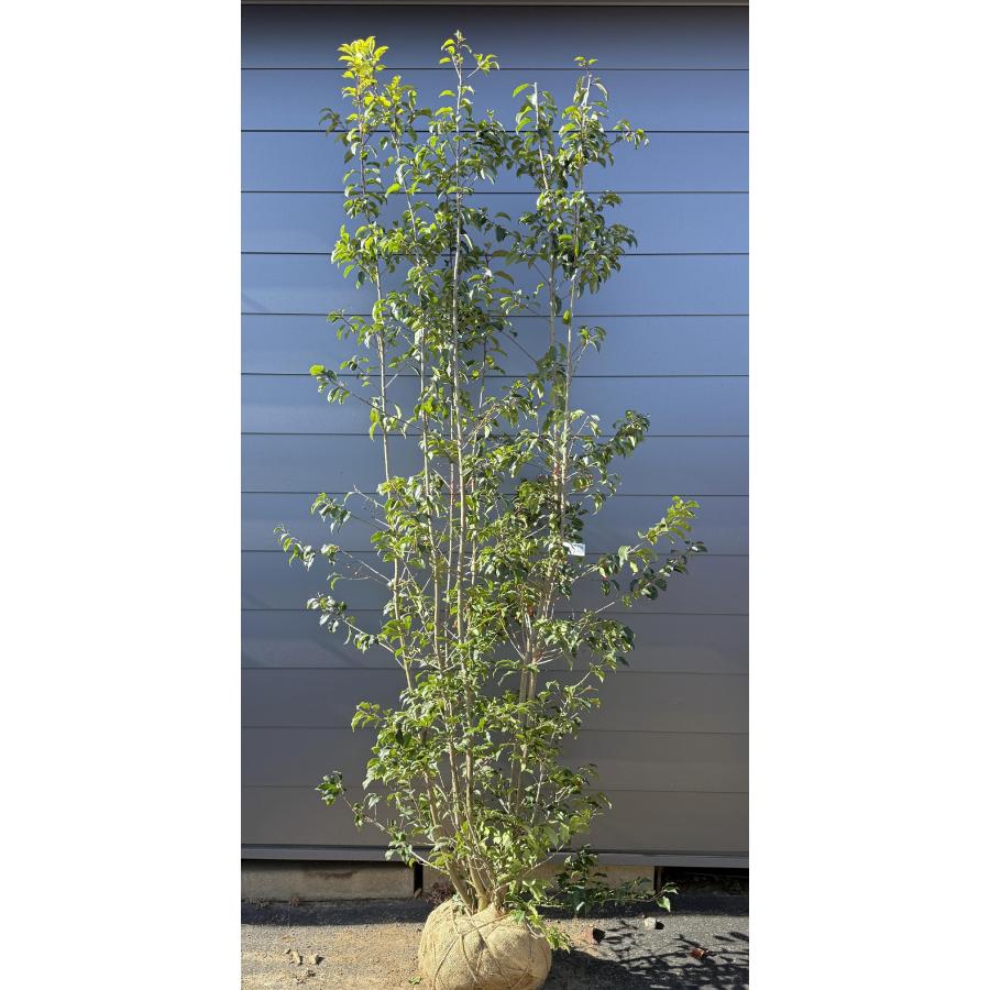 ソヨゴの木 7本株立ち 約2.5m 一点物 豪華株 現品発送 特大植木苗木