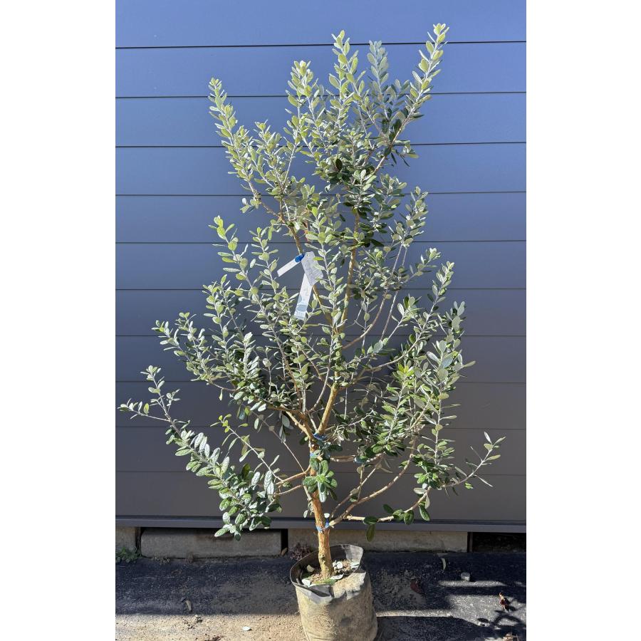 フェイジョア人気品種アポロ10号鉢高さ1.9m超大株 フェイジョア人気品種アポロ10号鉢高さ1.9m超大株ら 【公式通販】