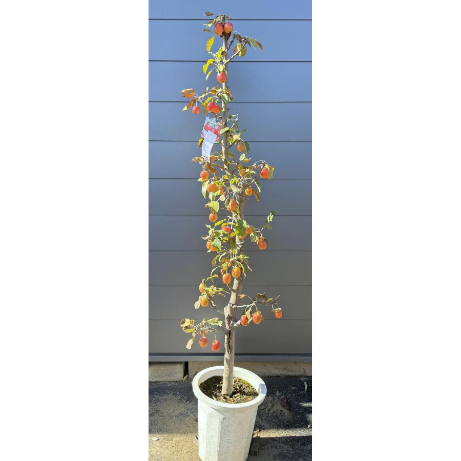 鉢植え小玉リンゴの木 長寿紅 約1.9m 現品発送 特大株 植木 苗木 大苗
