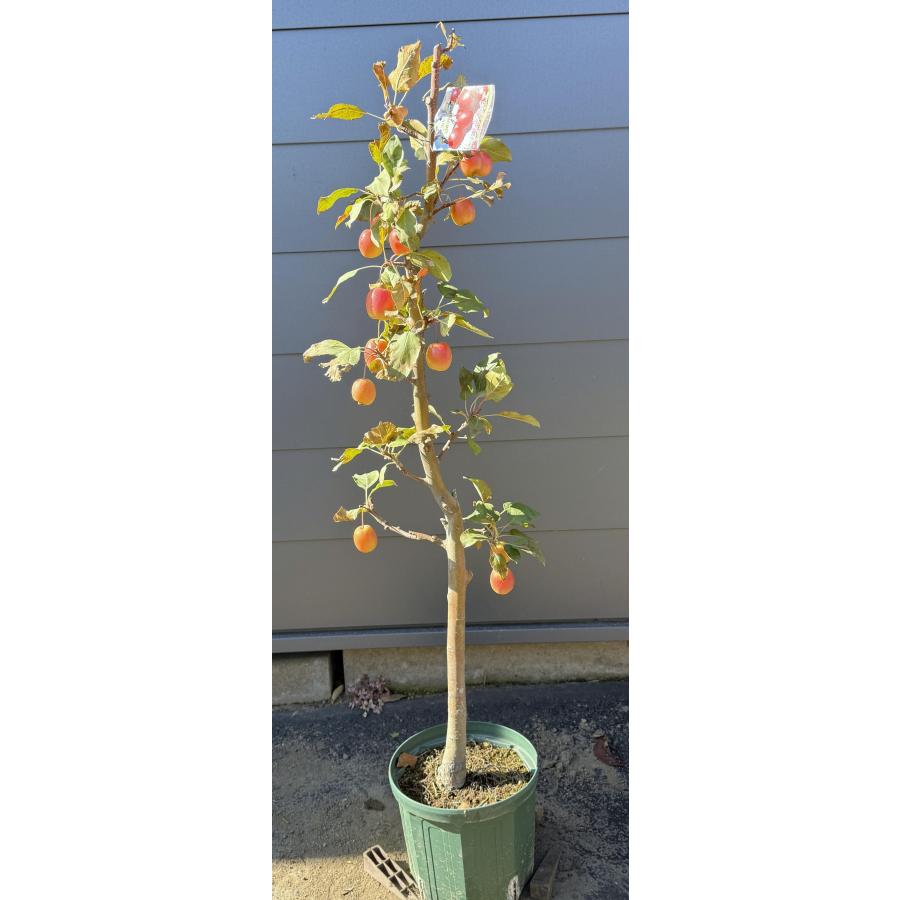 鉢植え小玉リンゴの木 長寿紅 約1.3m 現品発送 特大株 植木 苗木 大苗