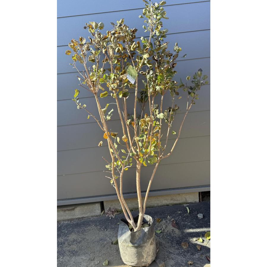 白花 スモークツリー 株立ち 約1.5m 現品発送 特大株 植木 苗木 大苗