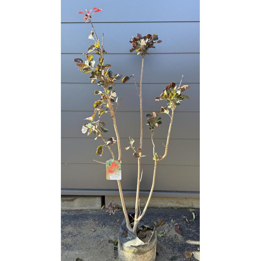 赤花スモークツリー 株立ち 約1.3m 現品発送 ケムリノキ 特大株 植木