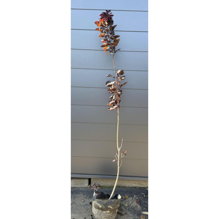 SO1スモークツリーロイヤルパープル接木高さ130cm SO1スモークツリーロイヤルパープル接木高さ130cm スモークツリー