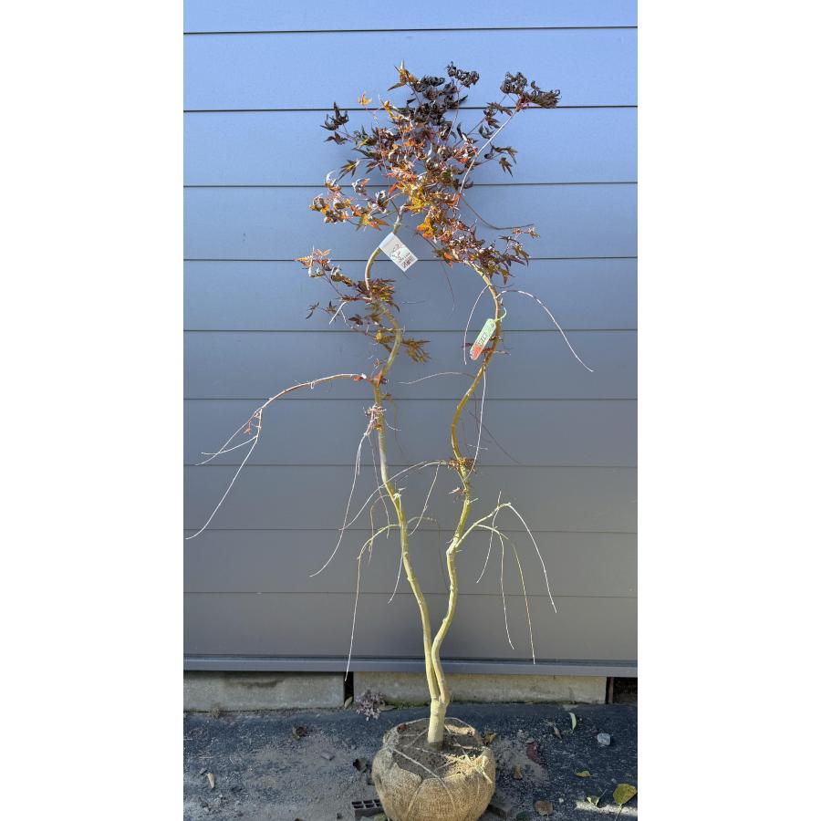 しだれもみじ/流泉（りゅうせん）【現品発送】管理 70388 しだれもみじ/流泉（りゅうせん）【現品発送】管理 70388 しだれもみじ