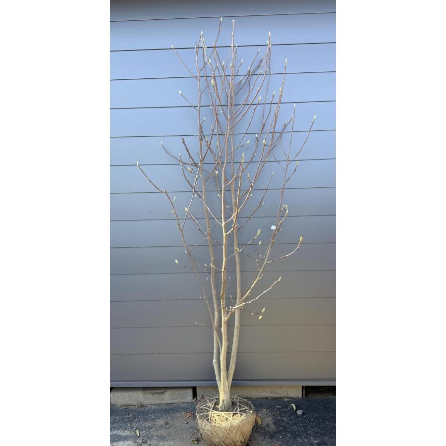 白モクレン 株立ち 約2.5m 現品販売 超特大株 植木 苗木 大苗 白木蓮