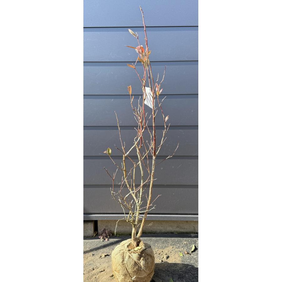 ブルーベリー デューク 約1.4m 現品発送 特大苗木 植木苗木大苗 ハイ