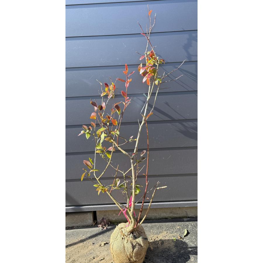 ブルーベリー チャンドラー 約1.5m 現品発送 特大苗木 植木苗木大苗