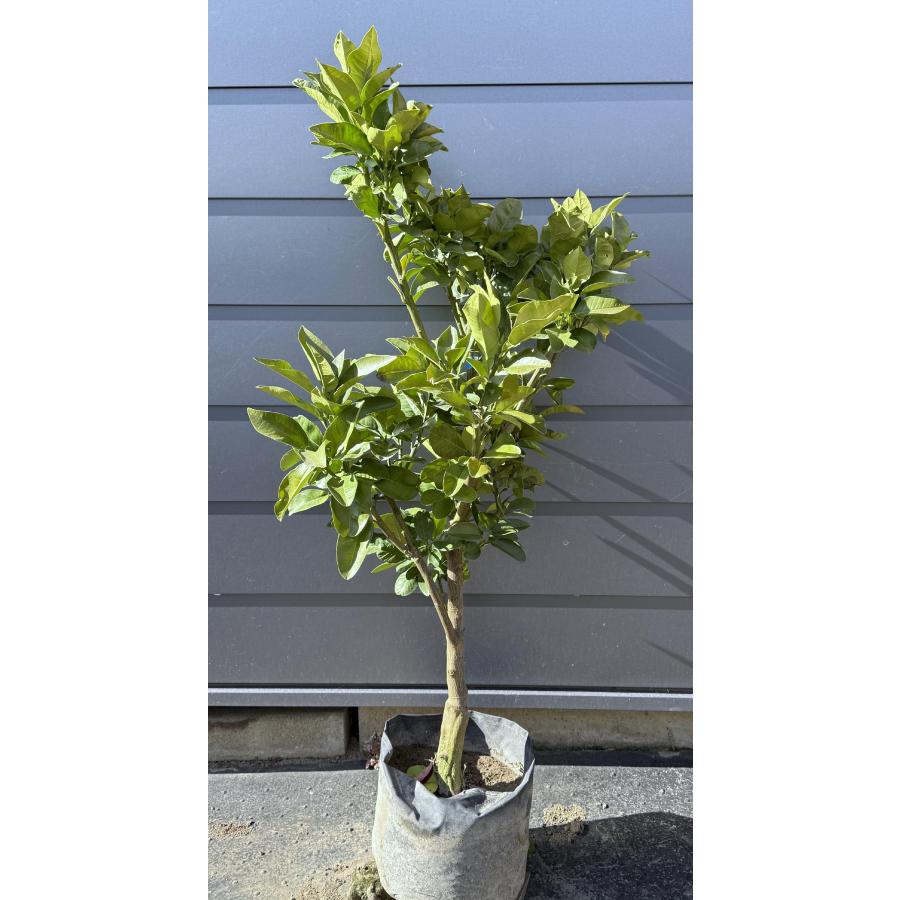 ザボンの木 紅まどか 約1.3m 現品発送 特大株 植木 苗木 大苗 蜜柑の