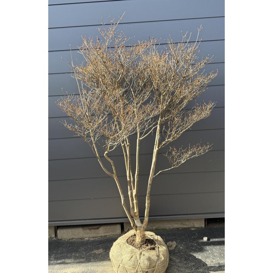 ドウダンツツジ/大株/ボリューム株【現品発送】管理70893 白花 ドウダンツツジ 株立ち 約1.8m 一点物 豪華株 特大株 植木 苗木