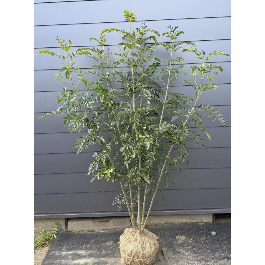 シマトネリコ　大株　【品番3421】 シマトネリコ 大株 品番3421 特大。逸品シマトネリコ大株立ち 3.2M(鉢