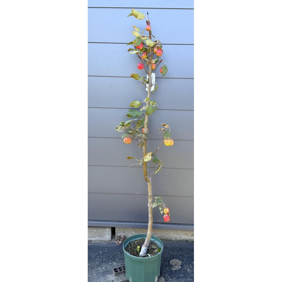 鉢植え小玉リンゴの木 長寿紅 約1.5m 現品発送 特大株 植木 苗木 大苗